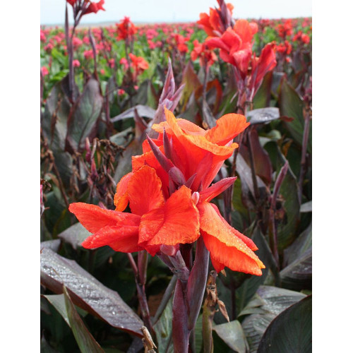 Canna Red King Humbert - Kana Red King Humbert