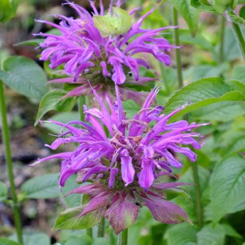 Monarda Prarienacht 