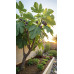 Ficus carica Little Miss Figgy - Smokva Miss Figgy