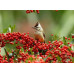 Pyracantha coccinea Red Column - Vatreni grm Red Column