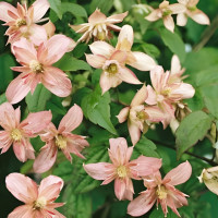 Clematis montana Marjorie - Klematis Marjorie