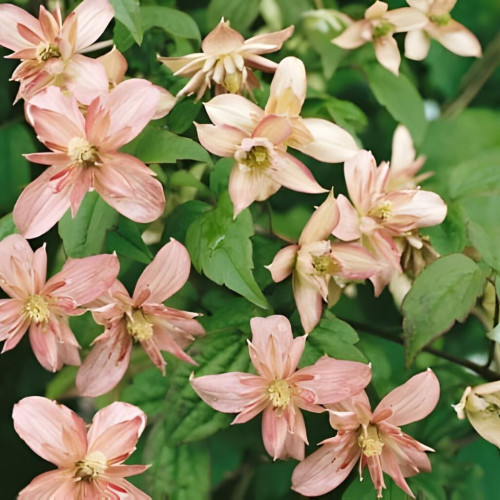 Clematis montana Marjorie - Klematis Marjorie