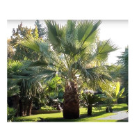Washingtonia filifera - Palma Wašington