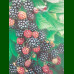 Rubus fruticosus Thornfree - Kupina Thornfree