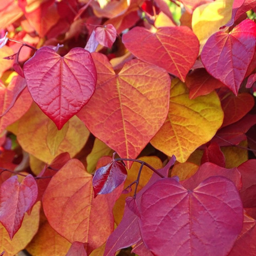 Cercis canadensis Eternal Flame - Judino drvo Eternal Flame
