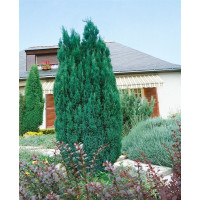 Chamaecyparis Lawsoniana Ellwoodii - Pačempres Ellwoodii
