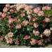 Rhododendron Percy Wiseman - Rododendron Percy Wiseman