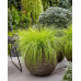 Pennisetum al. Lumen Gold - Ukrasna trava Lumen Gold