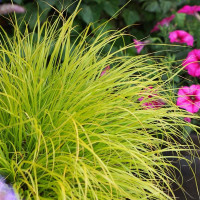 Pennisetum al. Lumen Gold - Ukrasna trava Lumen Gold