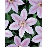 Clematis John Paul II - Klematis John Paul Clematis John Paul II - Klematis John Paul