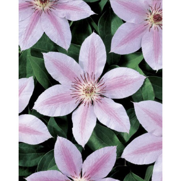 Clematis John Paul II - Klematis John Paul Clematis John Paul II - Klematis John Paul