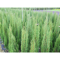 Cupressus sempervirens Pyramidalis - Evropski čempres Pyramidalis