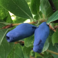 Lonicera caerulea Borealis - Borovnica Borealis