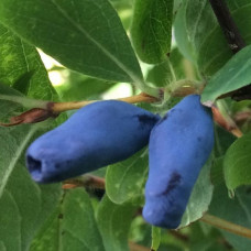 Lonicera caerulea Borealis - Borovnica Borealis