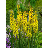 Kniphofia Sunningdale Yellow 