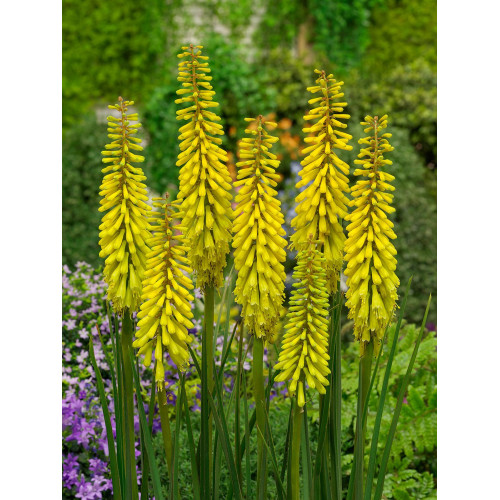 Kniphofia Sunningdale Yellow 