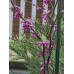 Cercis canadensis Eternal Flame - Judino drvo Eternal Flame
