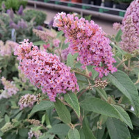 Buddleja davidii Butterfly Candy Little Pink - Patuljasti letnji jorgovan Little Pink