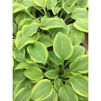 Hosta Golden Tiara