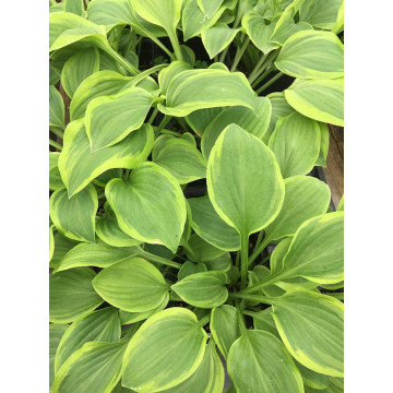 Hosta Golden Tiara Hosta Golden Tiara