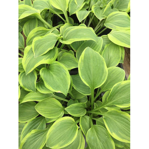 Hosta Golden Tiara