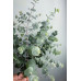Eucalyptus cinerea Silver Dollar - Eukaliptus Silver Dollar