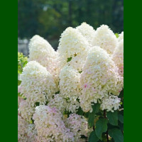 Hydrangea paniculata Grandiflora - Drvenasta hortenzija Grandiflora