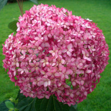 Hydrangea arborescens Pink Annabell - Hortenzija Pink Annabell