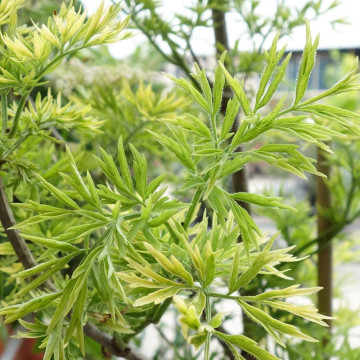 Sambucus nigra Golden Tower - Zlatnolisna zova