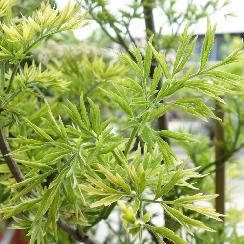 Sambucus nigra Golden Tower - Zlatnolisna zova