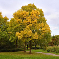 Fraxinus excelsior Jaspidea - Zlatni jasen