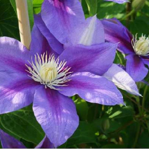 Clematis Barbara Jackman - Klematis Barbara Jackman Clematis Barbara Jackman - Klematis Barbara Jackman