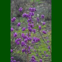 Calicarpa bodinieri Profusion - Kalikarpa