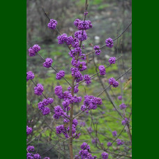 Calicarpa bodinieri Profusion - Kalikarpa