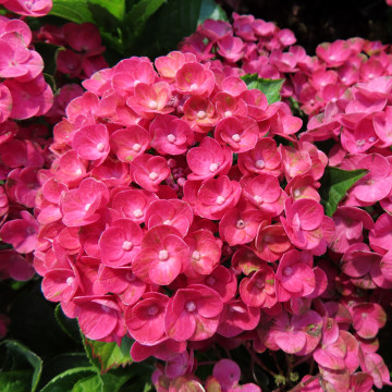 Hydrangea macrophylla Ferrari Love - Baštenska hortenzija Ferrari Love