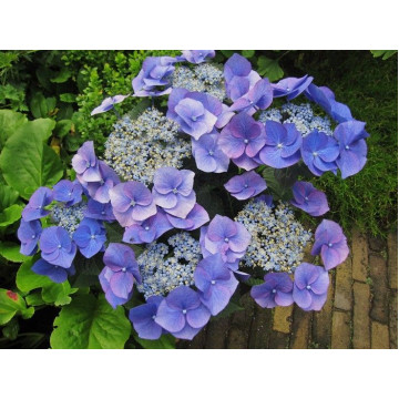 Hydrangea macrophylla Blaumeise - Baštenska hortenzija Blaumeise