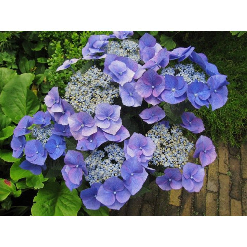 Hydrangea macrophylla Blaumeise - Baštenska hortenzija Blaumeise