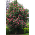 Aesculus carnea Briotii - Divlji kesten Briotii