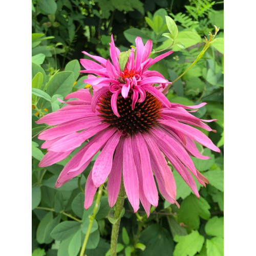 Echinacea Double Decker - Ehinacea Double Decker