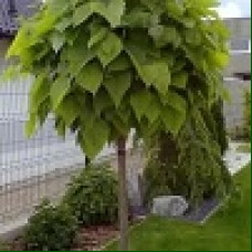 Catalpa bignonioides Nana - Kuglasta katalpa