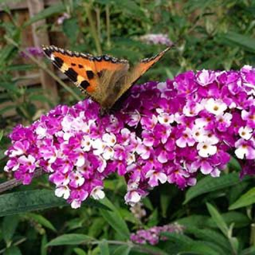 Buddleja davidii Berries and Cream - Letnji jrgovan Berries and Cream