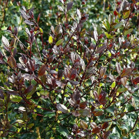 Osmanthus heterophyllus Purpureus - Osmantus Purpureus