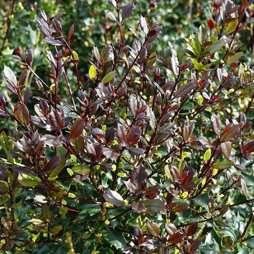 Osmanthus heterophyllus Purpureus - Osmantus Purpureus