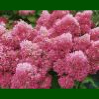 Hydrangea paniculata Petite Flori - Drvenasta hortenzija Petite Flori