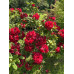 Rhododendron Red Jack - Rododendron Red Jack