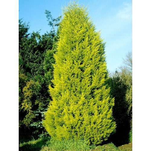 Cupressus macrocarpa Goldcrest - Čempres Goldcrest