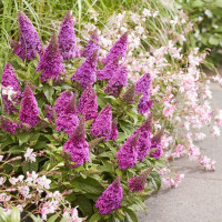 Buddleja davidii Butterfly Candy Little Cerise - Patuljasti letnji jorgovan Little Cerise