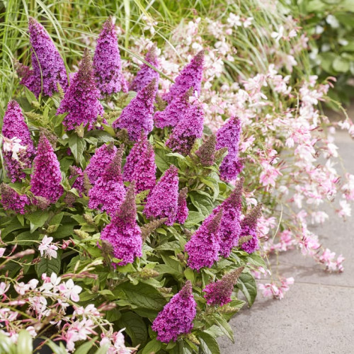 Buddleja davidii Butterfly Candy Little Cerise - Patuljasti letnji jorgovan Little Cerise