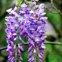 Wisteria sinensis - Plava kiša