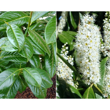 Prunus laurocerasus Novita - Lovor višnja Novita Prunus laurocerasus Novita - Lovor višnja Novita